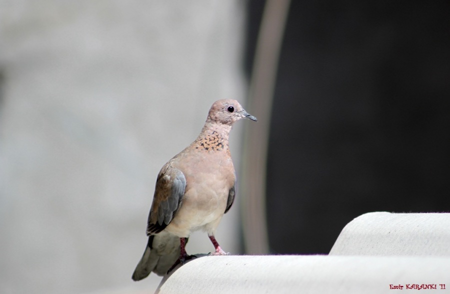 Küçük kumru » Laughing Dove » Spilopelia senegalensis