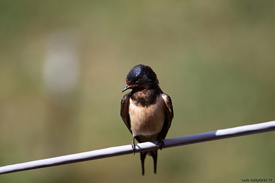 Kır kırlangıcı » Barn Swallow » Hirundo rustica
