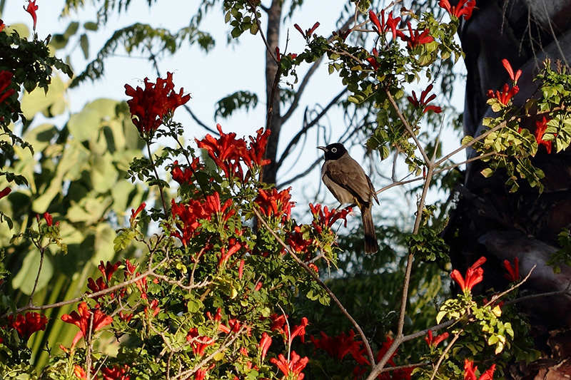 Arapbülbülü » White-spectacled Bulbul » Pycnonotus xanthopygos