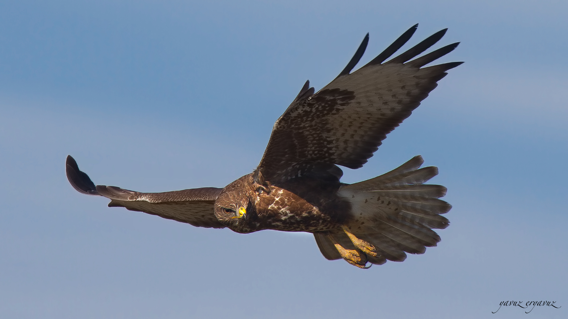 Şahin » Common Buzzard » Buteo buteo