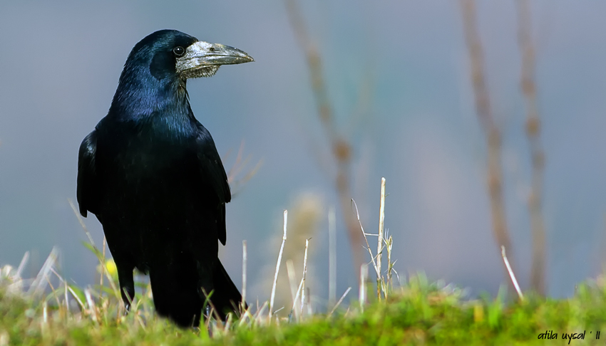 Ekin kargası » Rook » Corvus frugilegus