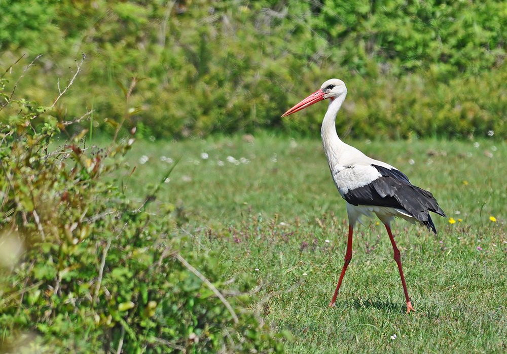Leylek » White Stork » Ciconia ciconia