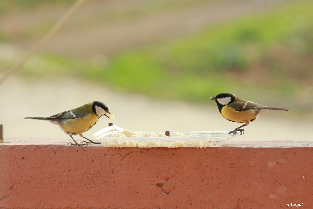 Büyük baştankara » Great Tit » Parus major