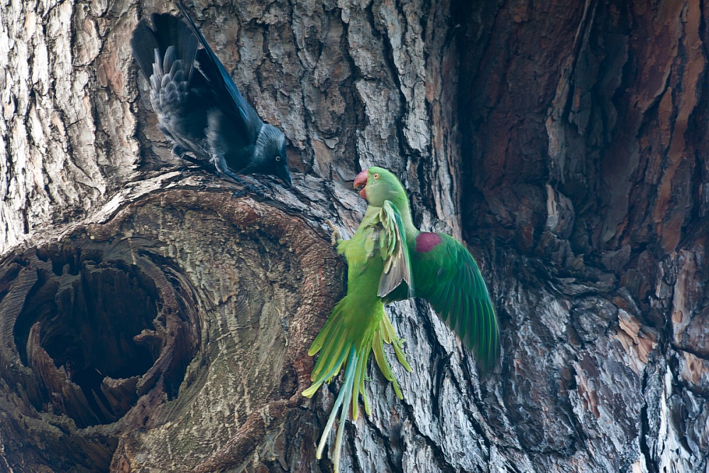 İskender papağanı » Alexandrine Parakeet » Psittacula eupatria