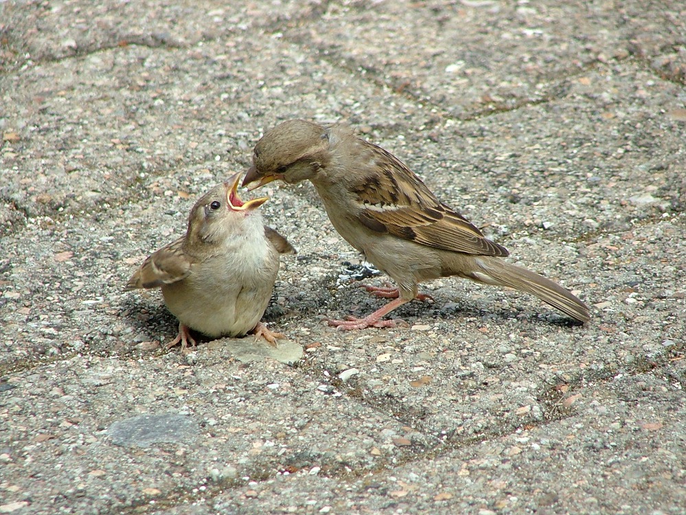 Serçe » House Sparrow » Passer domesticus