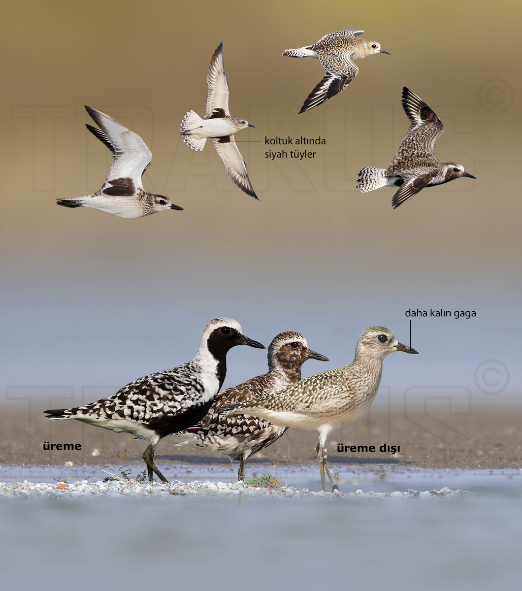 Grey Plover