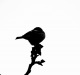 Omid