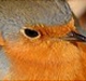 andolini