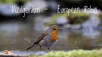 Kızılgerdan 
