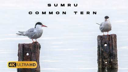 Sumru video