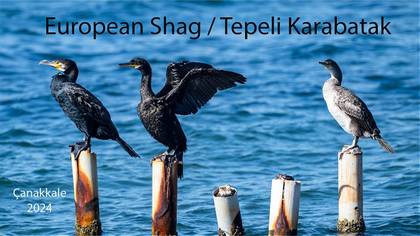 Tepeli Karabatak