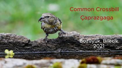 Çaprazgaga video