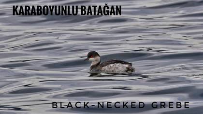 Karaboyunlu batağan video
