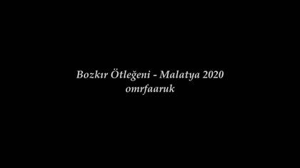 Bozkır ötleğeni video
