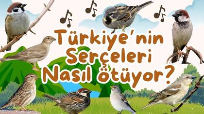 Türkiye\'nin Serçeleri 