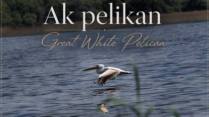 Ak pelikan 