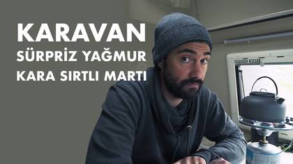 Kara Sırtlı Martılar