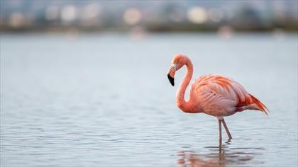 Flamingo