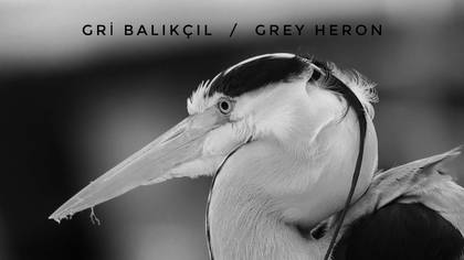 Gri balıkçıl  