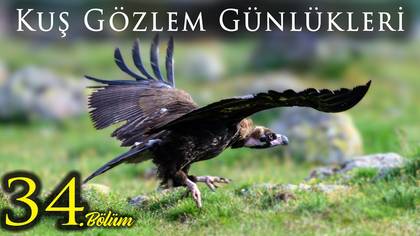 Kuş Gözlem Günlükleri - 34