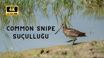 Suçulluğu video