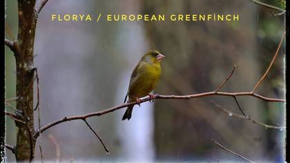 Florya