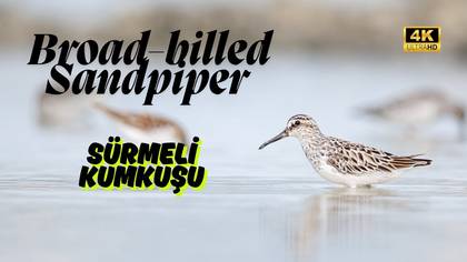 Sürmeli kumkuşu video