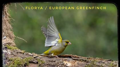 Florya