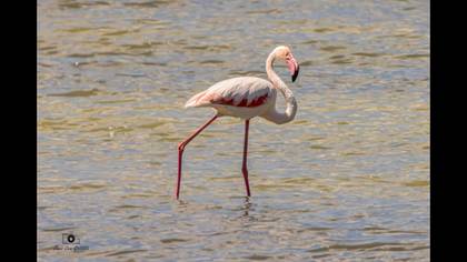 Flamingo