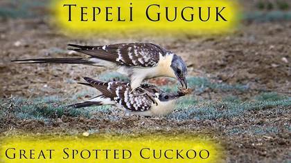 Tepeli guguk video