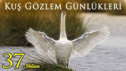 Kuş Gözlem Günlükleri 37