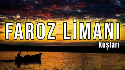 Faroz Limanı ve kuşları 