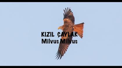 Kızıl çaylak video
