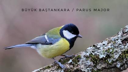 Büyük baştankara