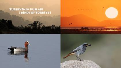 Türkiyenin Kuşları- IX