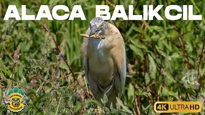 Alaca balıkçıl video