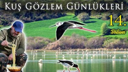 Kuş Gözlem Günlükleri - 14