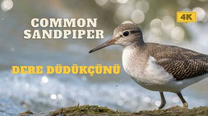 Dere düdükçünü video