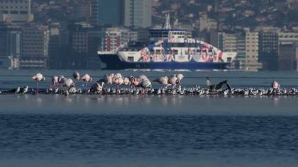 İzmir körfezinde kuş olmak