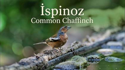 İspinoz 