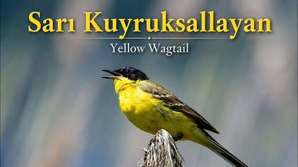 Sarı kuyruksallayan 