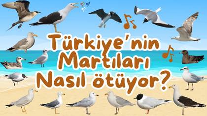 Türkiye?de kaç tür Martı Var?
