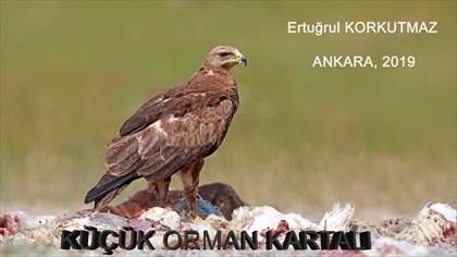 Küçük Orman Kartalı