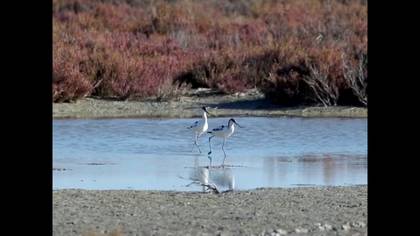 Kılıçgaga video