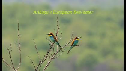 Arıkuşu 