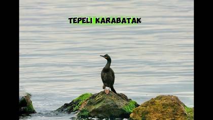 Tepeli karabatak video