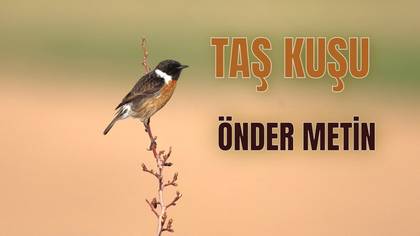 TAŞ KUŞU ILGIN KUŞLARI