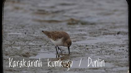 Karakarınlı kumkuşu