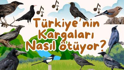 Türkiye\'nin Kargaları 