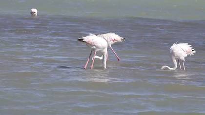 Flamingo video